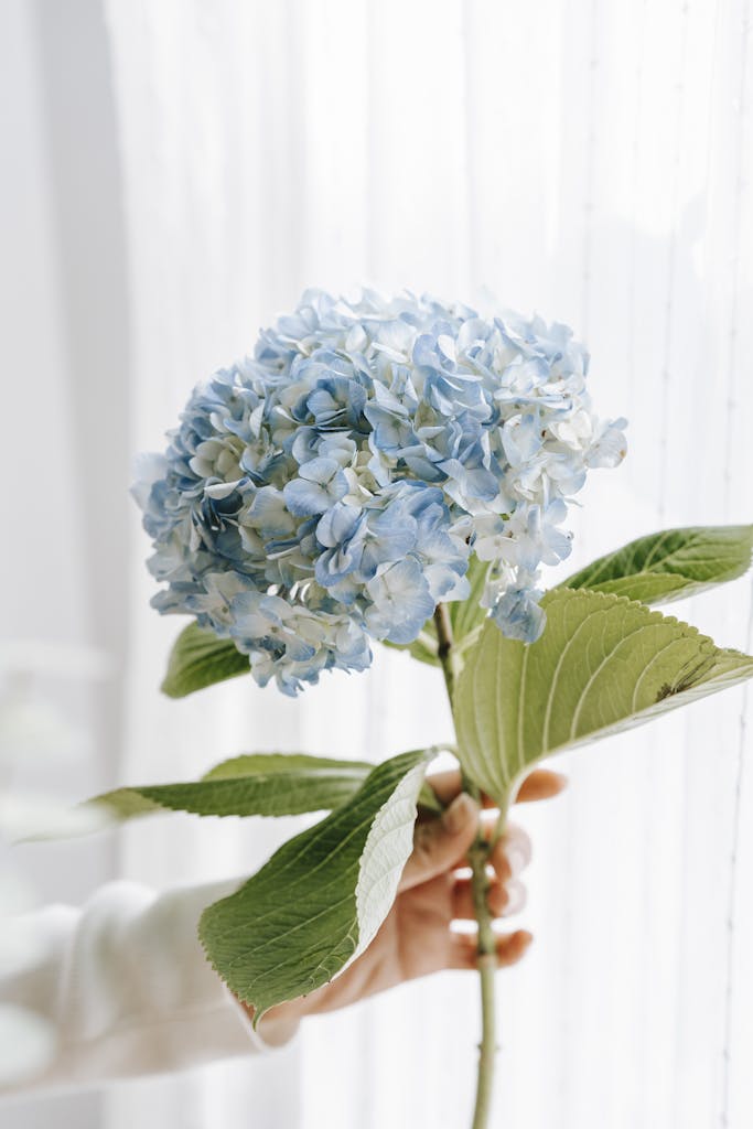 A delicate blue hydrangea bloom held gently by an unrecognizable hand indoors.