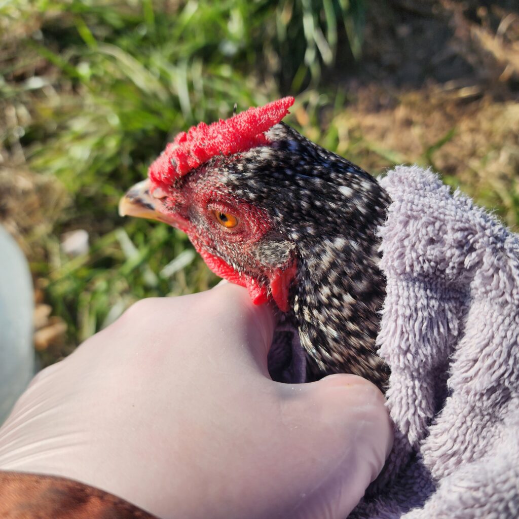 Hen soaking in bucket with a towel wrapped around her