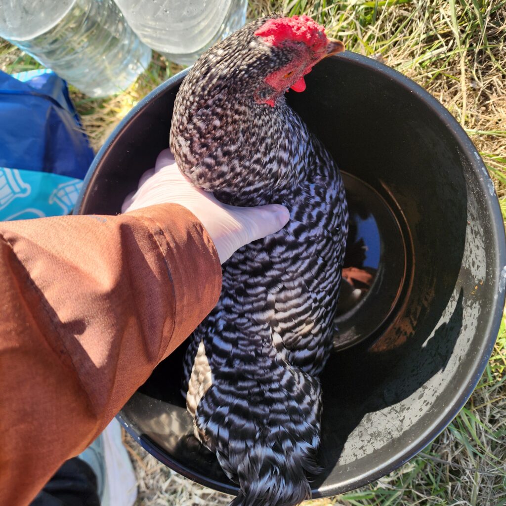 hen in black bucket with water covering her feet