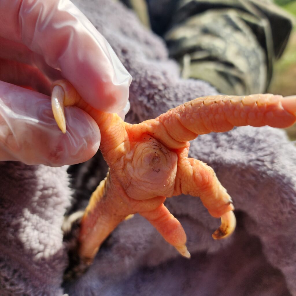 bumblefoot on hens foot pad