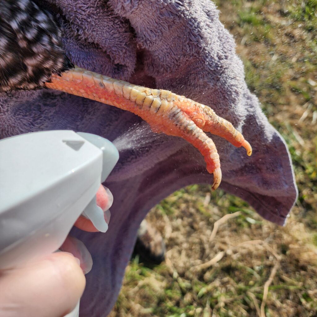 applying antimicrobial spray to chicken foot