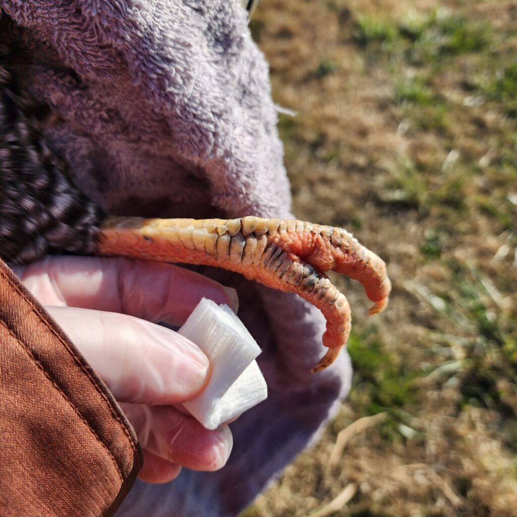 Gauze is applied to the bottom of a chicken foot