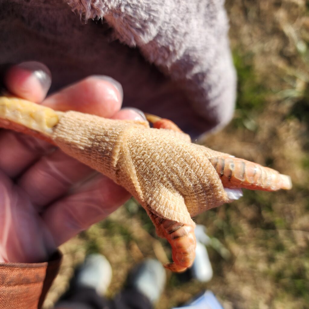 bandaged chicken foot