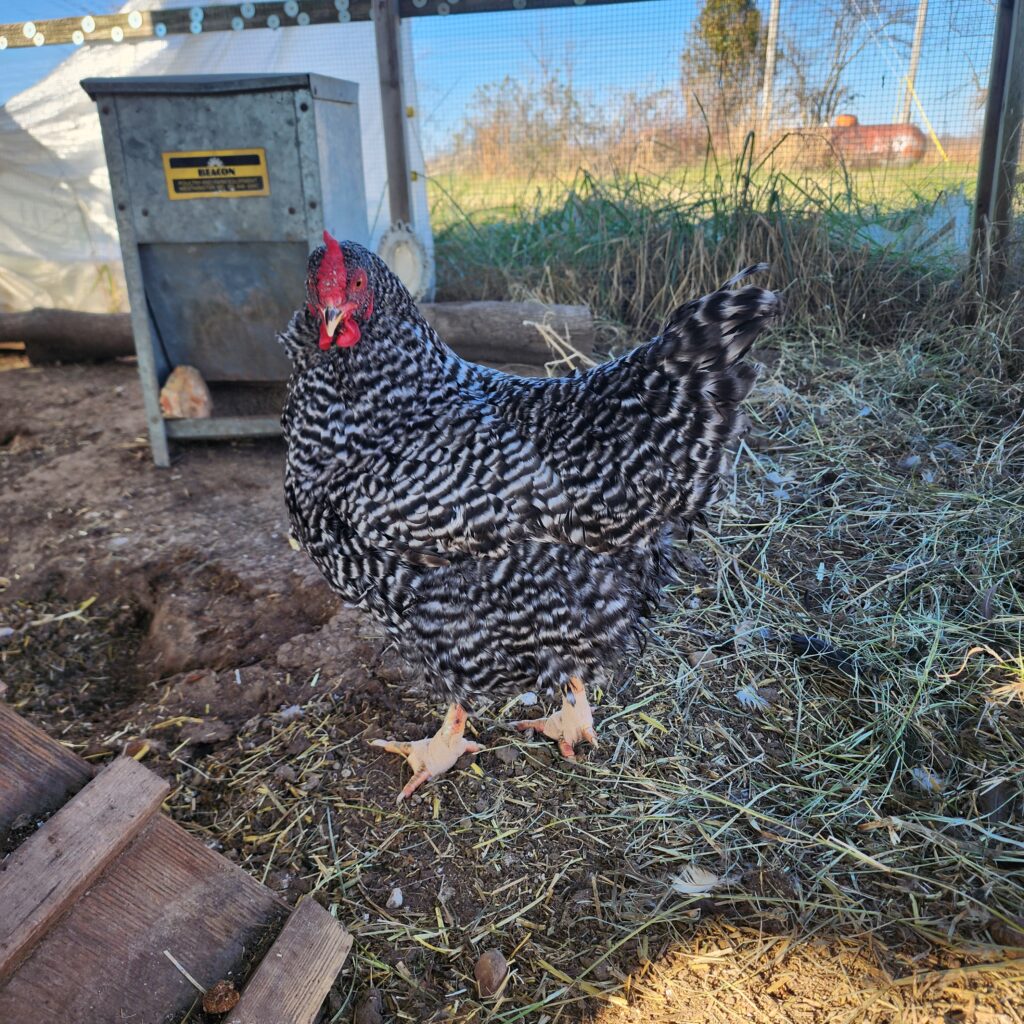 chicken walking in coop with bandaged feet