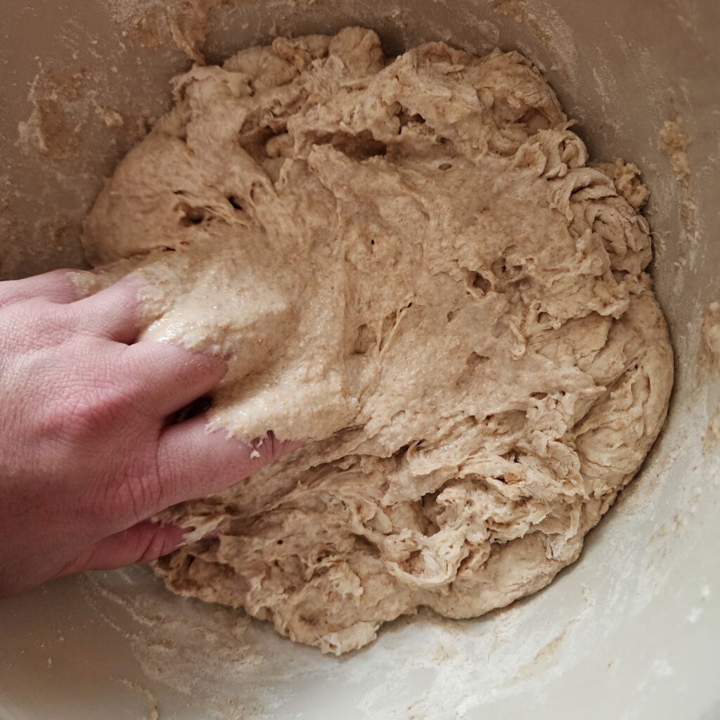 sourdough starter is mixed in to the dough