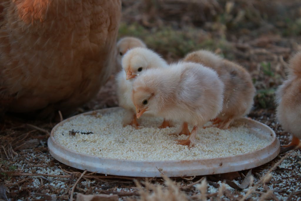 A group of cute fluffy chicks feeding together on a farm, showcasing natural farm life.