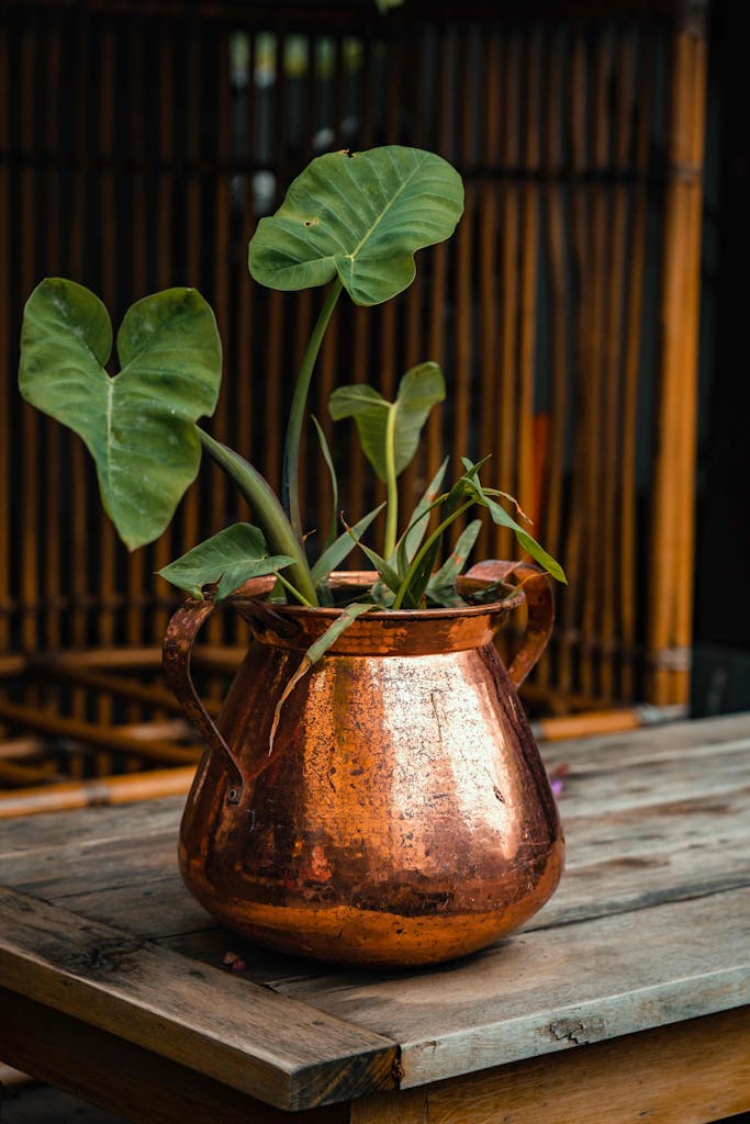 Stylish close-up of an Alocasia plant in a rustic copper planter on a wooden table.