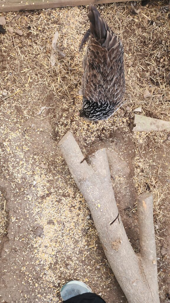 Chicken pecking at the ground eating scratch grains for winter