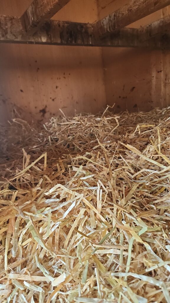 layers of straw are spread at the bottom of the coop to provide insulation