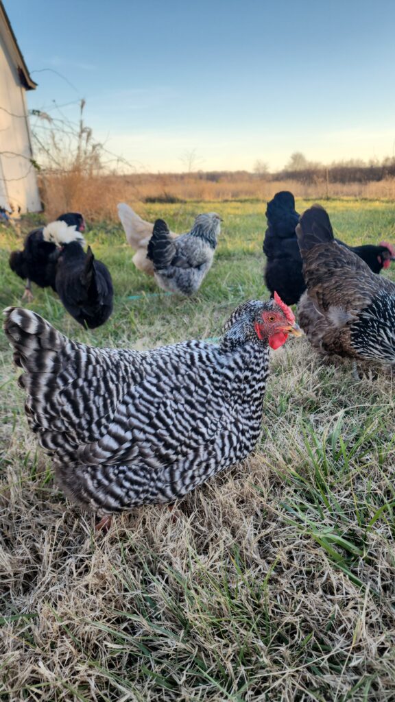 chickens roaming around the yard in winter