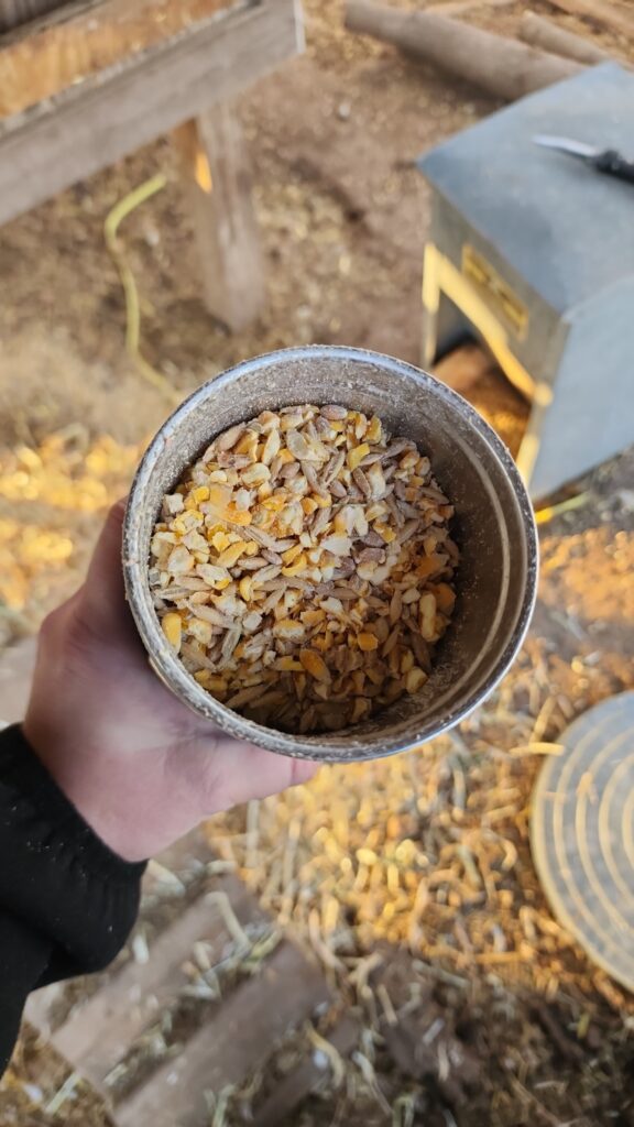 A cup of scatter snacks help to aid warmth in chickens during the winter