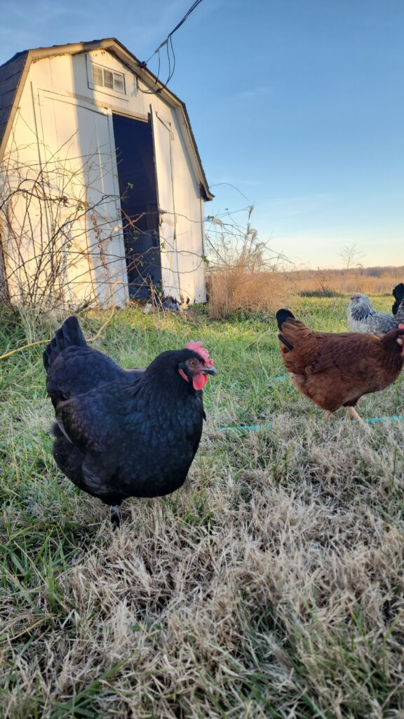 Chickens free ranging in the grass