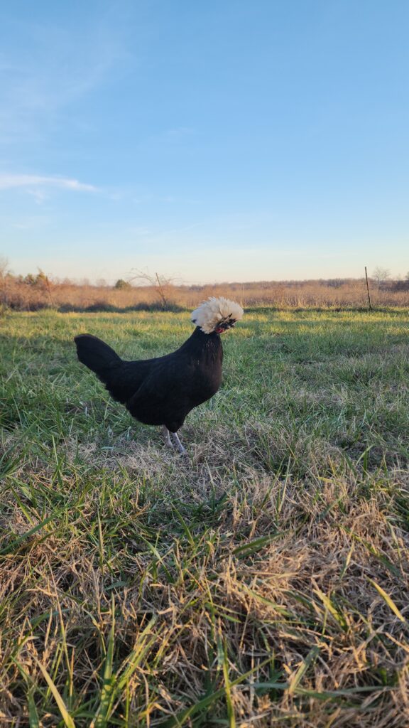 Polish Crested chicken walking in a yard