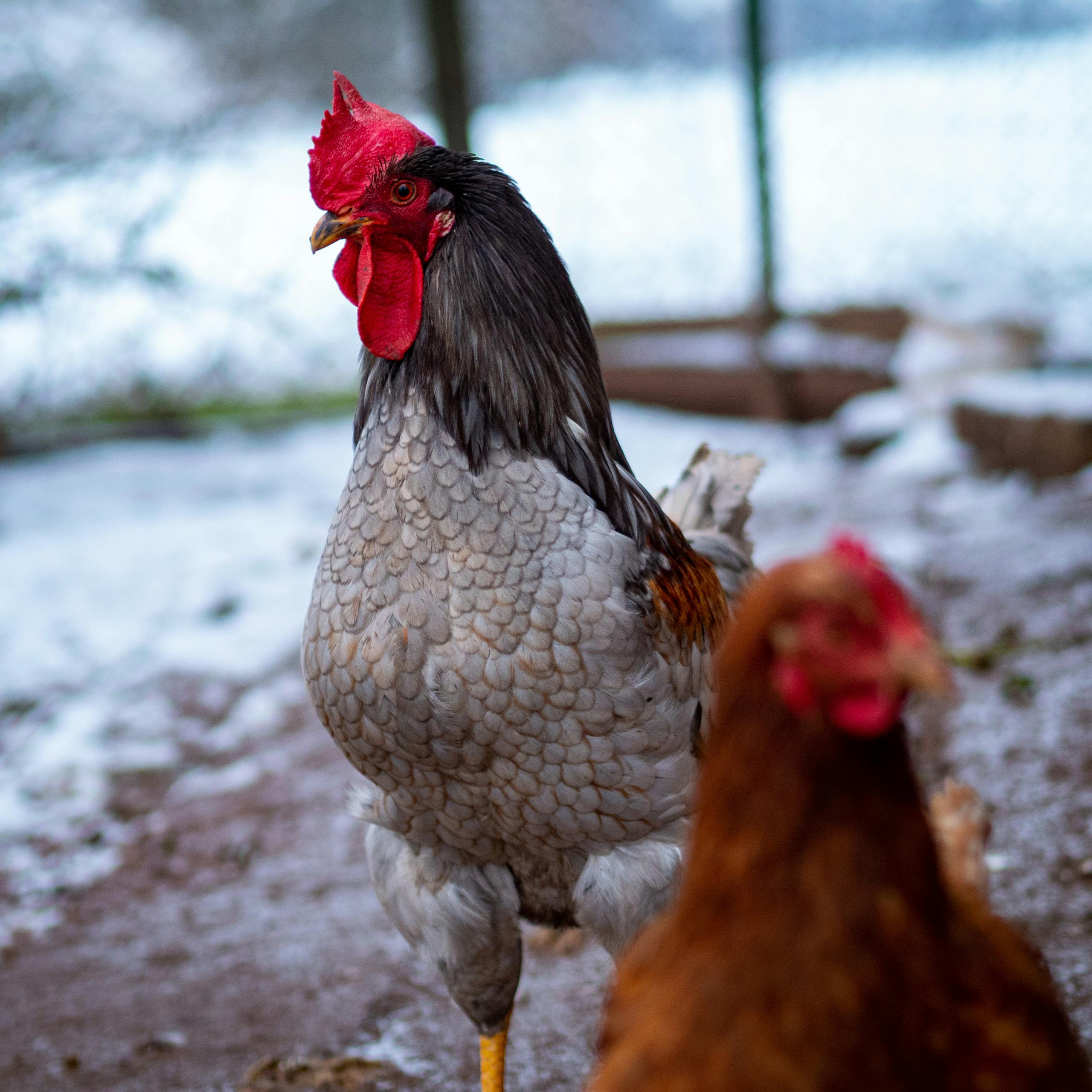 A striking rooster standing on snow-covered ground in Hohenstein, Germany.