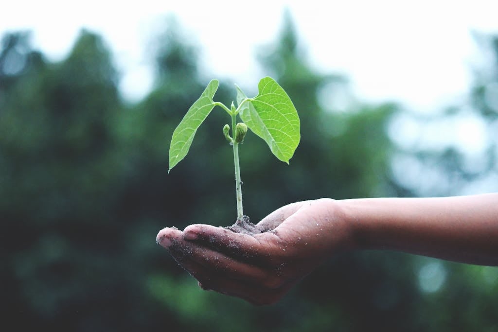 A young sapling held in hands symbolizes growth and sustainability.