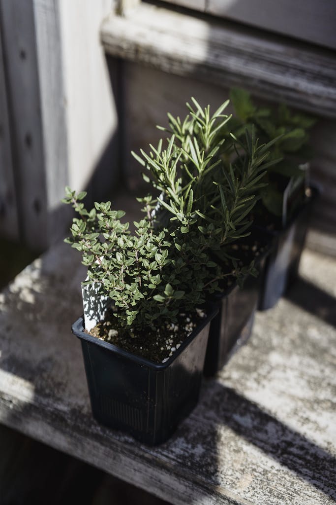 From above of thyme plants growing in black container on wooden bench in sunny day