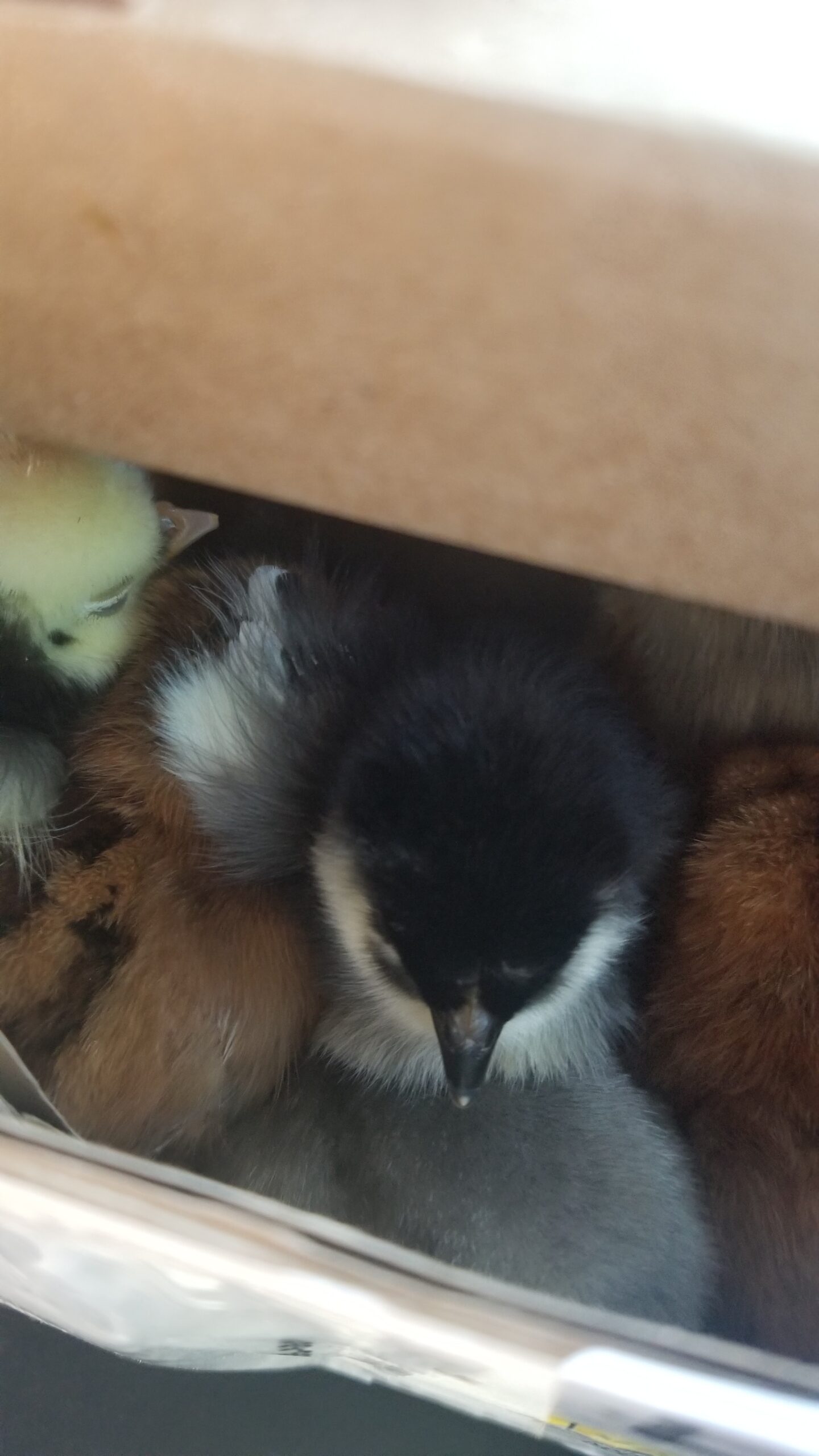 Baby Chicks in a cardboard box