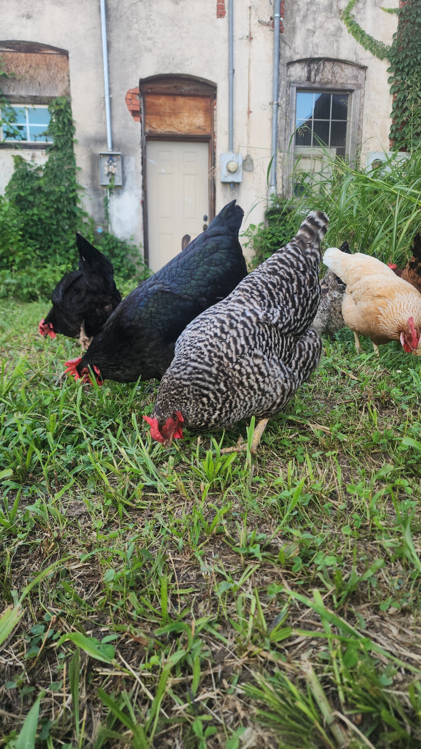 How to Keep Chickens Cool in the Sweltering Summer Heat