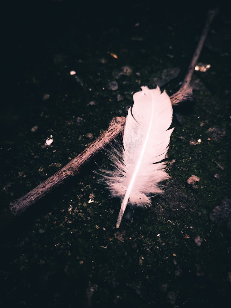 A delicate white feather resting on dark soil next to a twig, captured close-up.