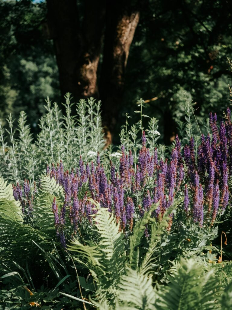 Lush wild sage flowers in full bloom, capturing the essence of nature in a sunlit forest setting.