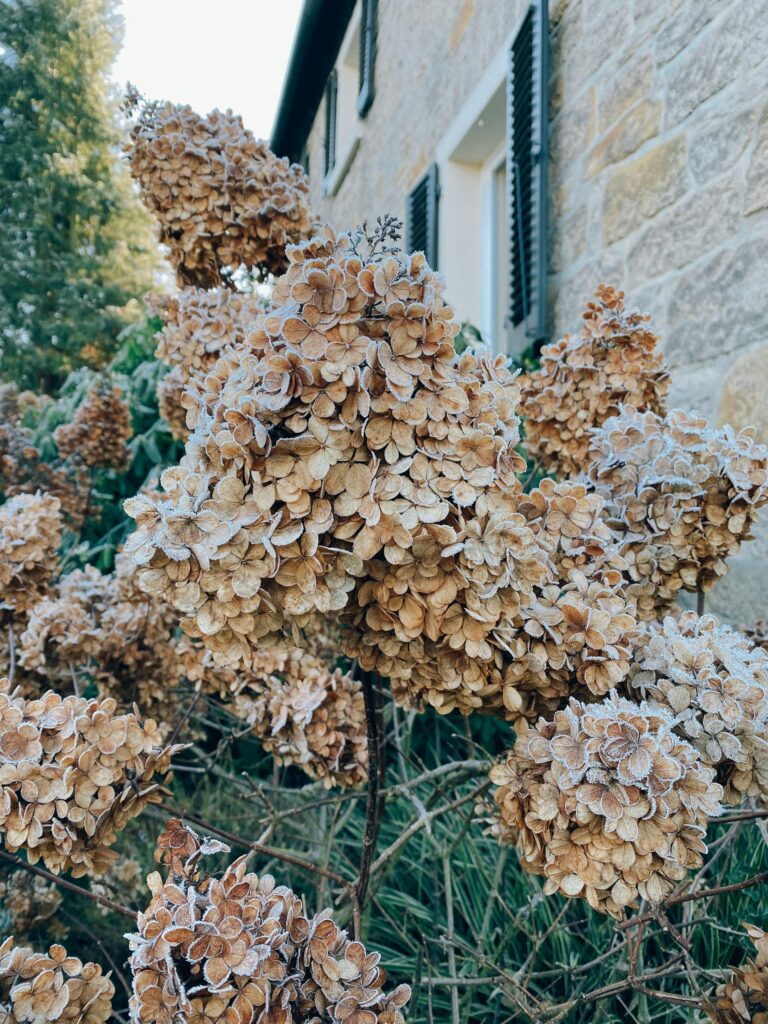 Close-up of frost-covered dried hydrangeas beside a stone house in winter.