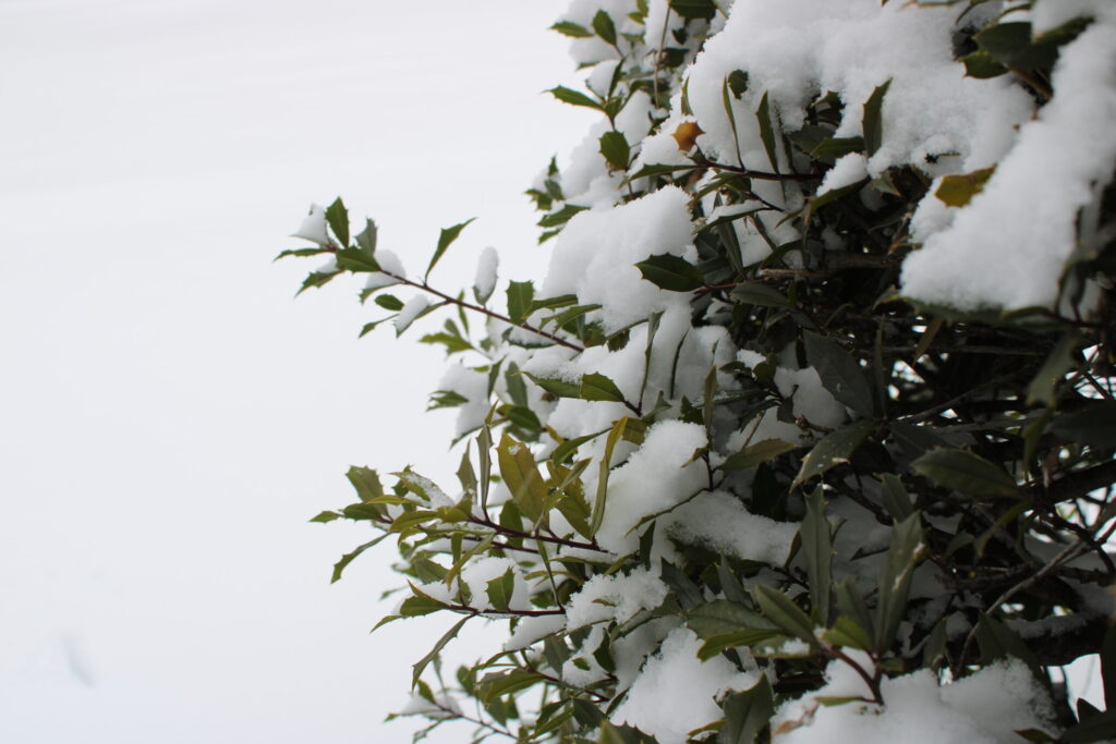 A holly bush covered in fresh snow. 