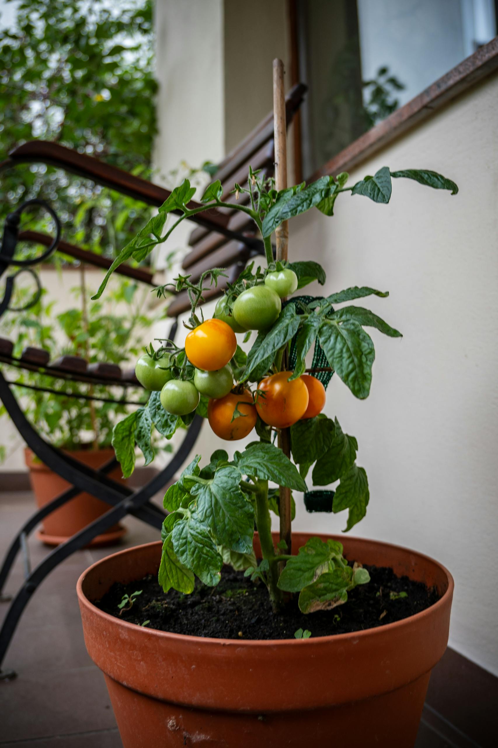 Cherry tomato plant growing in a terracotta pot on a balcony.