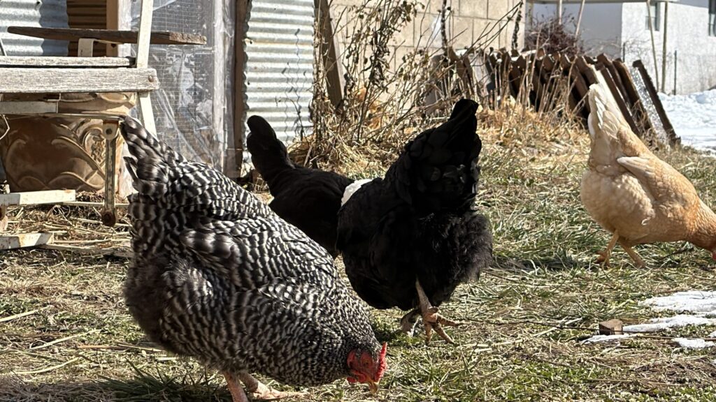 A flock of backyard chickens foraging in a small yard. 