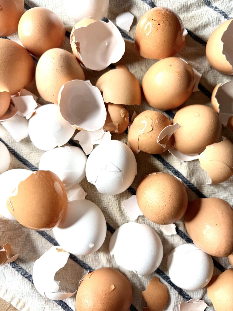 Egg shells air drying on a tea towel after being washed. 