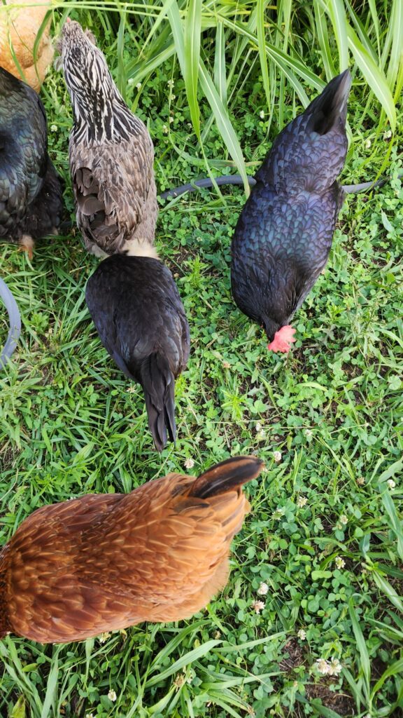 A flock of backyard chickens pecking at the grass while free ranging.