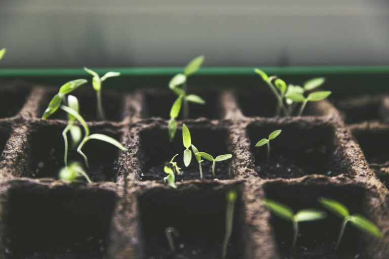 Close-up of green sprouts emerging from soil in seed trays, symbolizing growth and vitality.