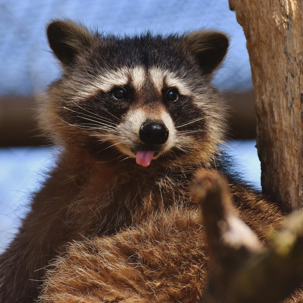 Cute raccoon showing its tongue in a natural setting, perfect for wildlife enthusiasts.