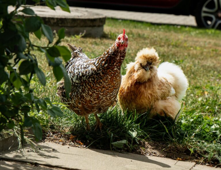 Two chickens, including a Silkie, stand on grass in a sunny garden. Vibrant outdoor scene.