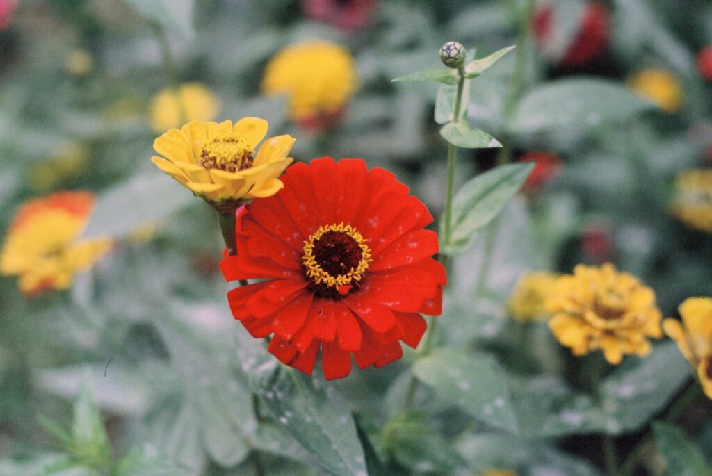 A colorful display of red and yellow zinnias in full bloom in a sunny garden.