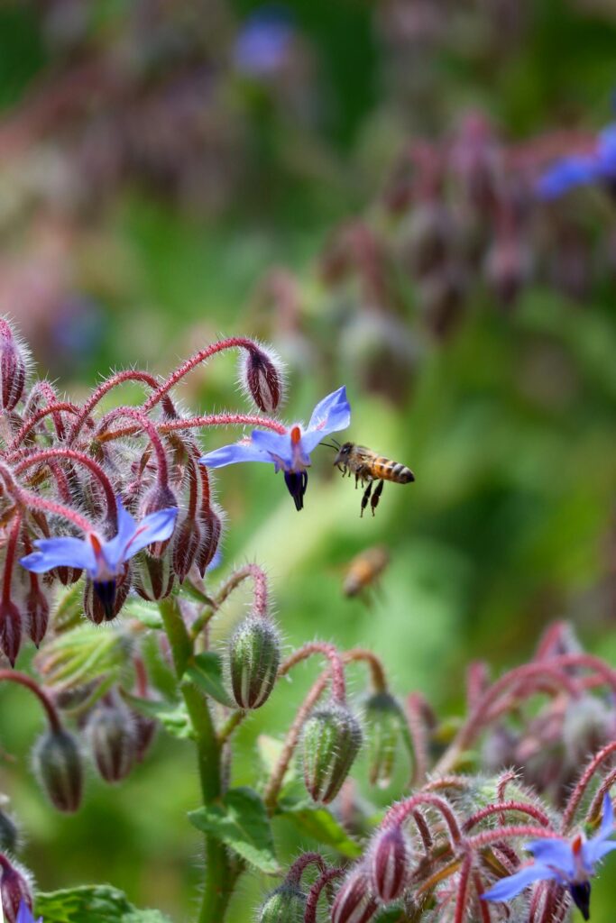 A honeybee collects nectar from a blue borage flower, promoting pollination in a vibrant garden scene.