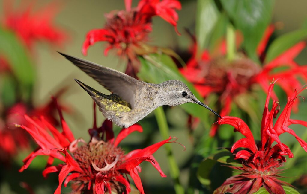 A hummingbird gracefully hovers near vibrant red flowers, capturing a moment in nature.