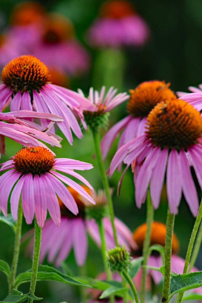A vibrant close-up of pink Echinacea flowers in natural setting, showcasing their beauty.