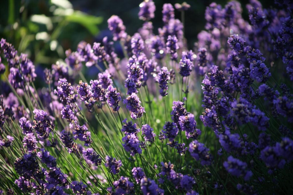 Beautiful blooming lavender flowers in a sunlit garden captured at sunrise.