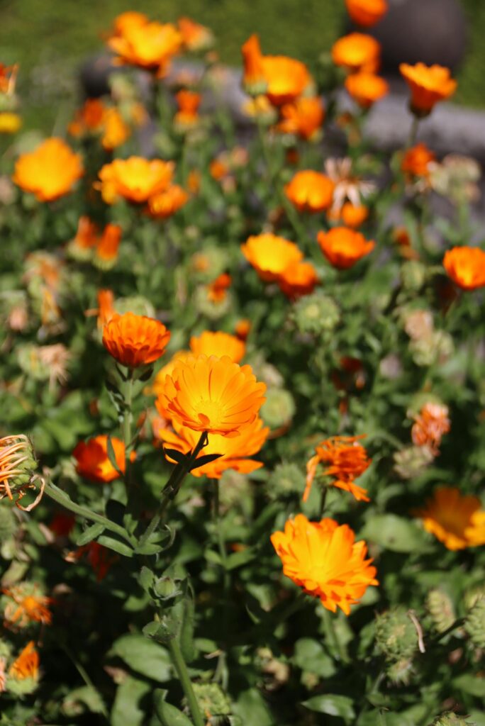 Bright orange calendula flowers in full bloom, captured outdoors under natural sunlight.