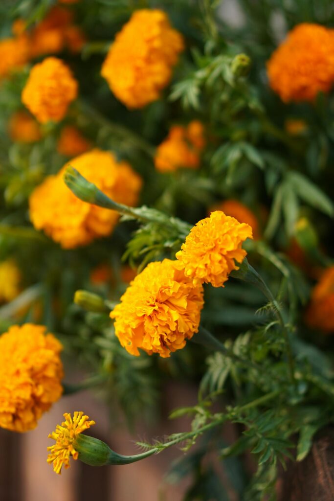 Bright yellow marigold flowers blooming outdoors in a lush garden setting.
