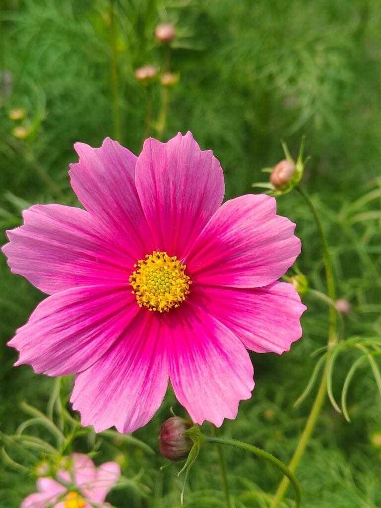 Close-up of a bright pink cosmos flower with lush green background, showcasing nature's beauty.