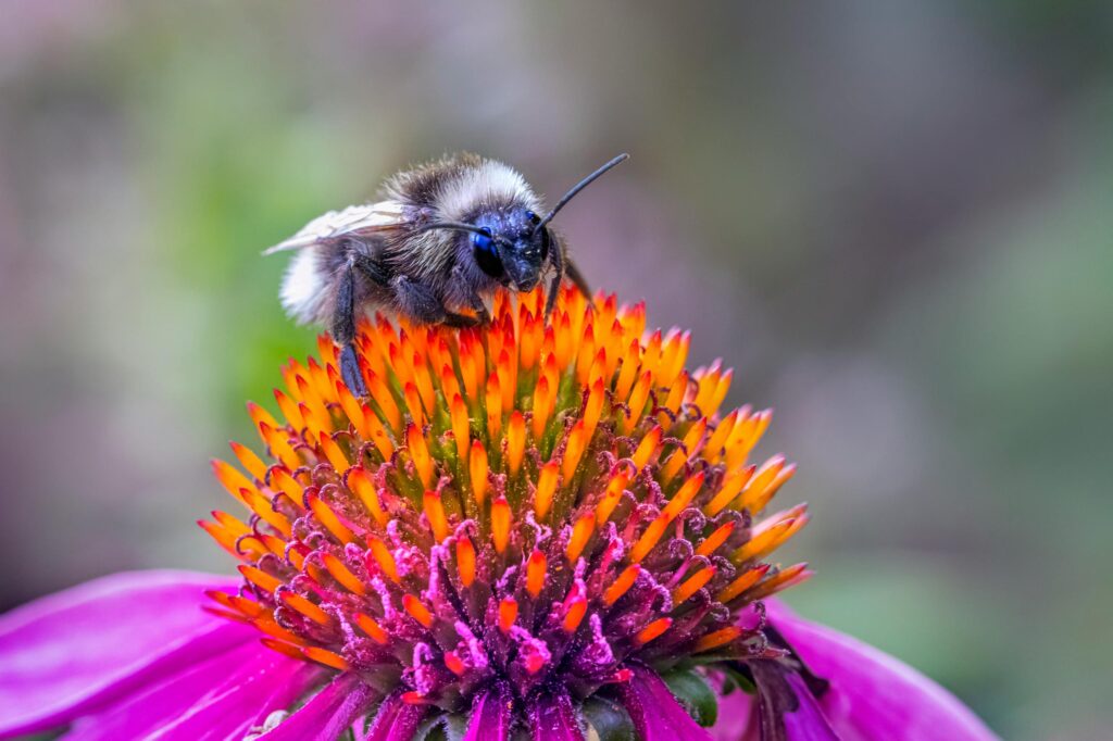 Close-up of a bumblebee pollinating a vibrant flower, showcasing nature's beauty.