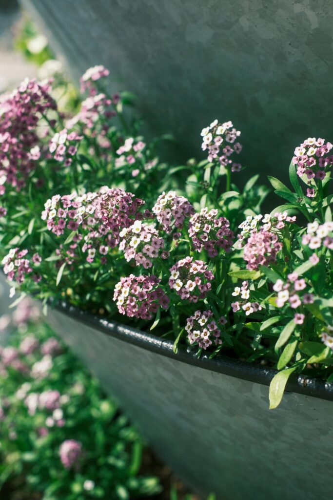 Close-up of purple Alyssum flowers blooming in a garden pot outdoors.