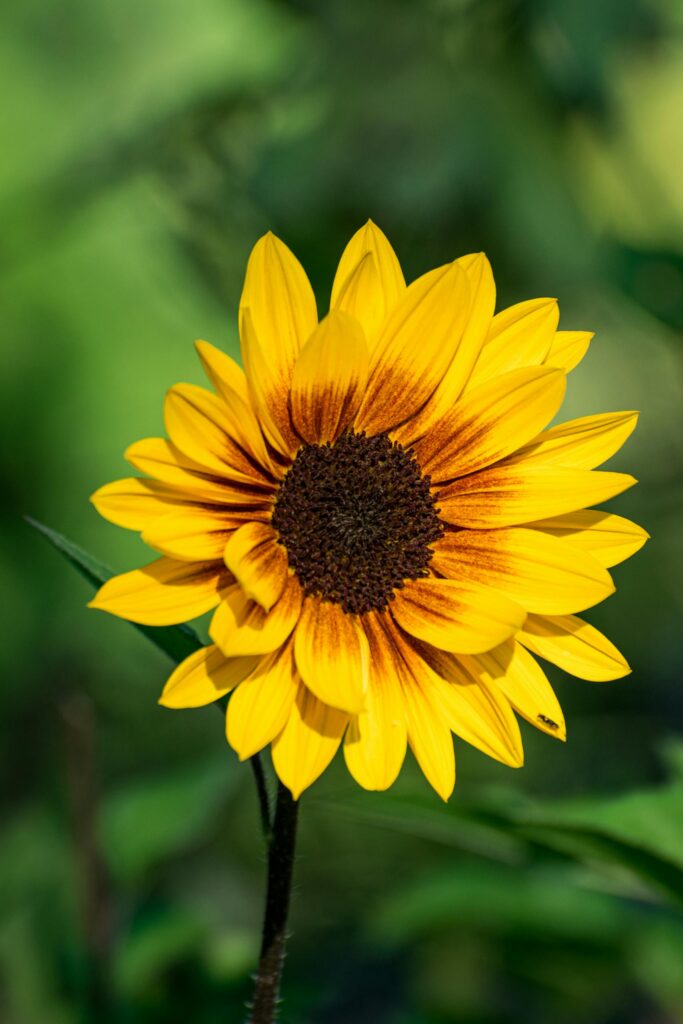 Stunning sunflower close-up showcasing vivid yellow petals and detailed center, perfect for nature enthusiasts.