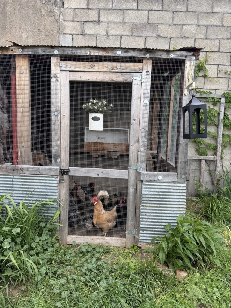 Chickens look out inside their backyard chicken coop surrounded by freshly bloomed Spring flowers.