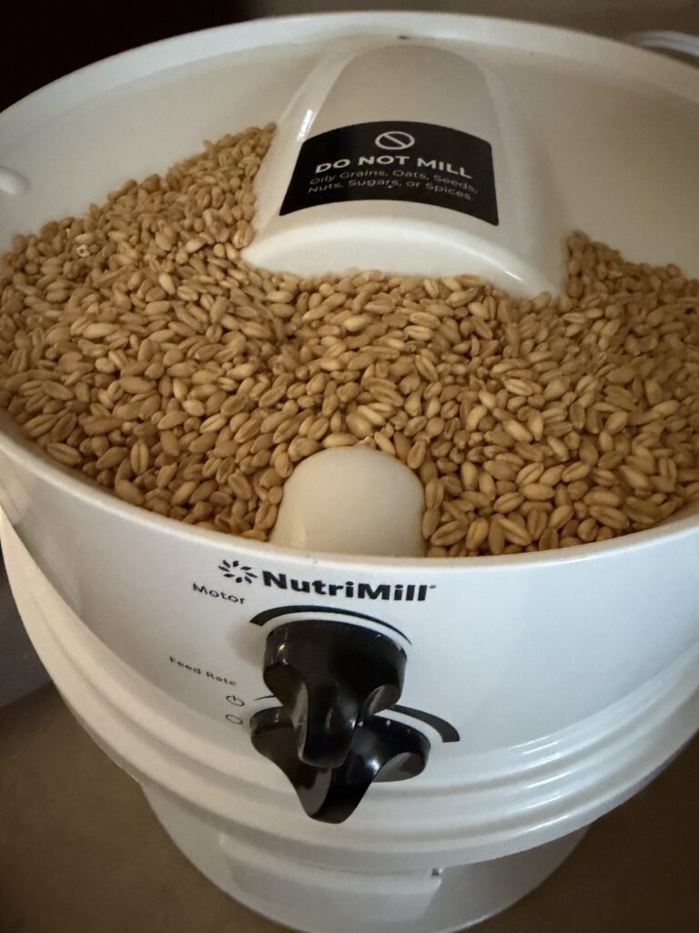 Soft white wheat berries are being milled in a Nutrimill grain mill. 