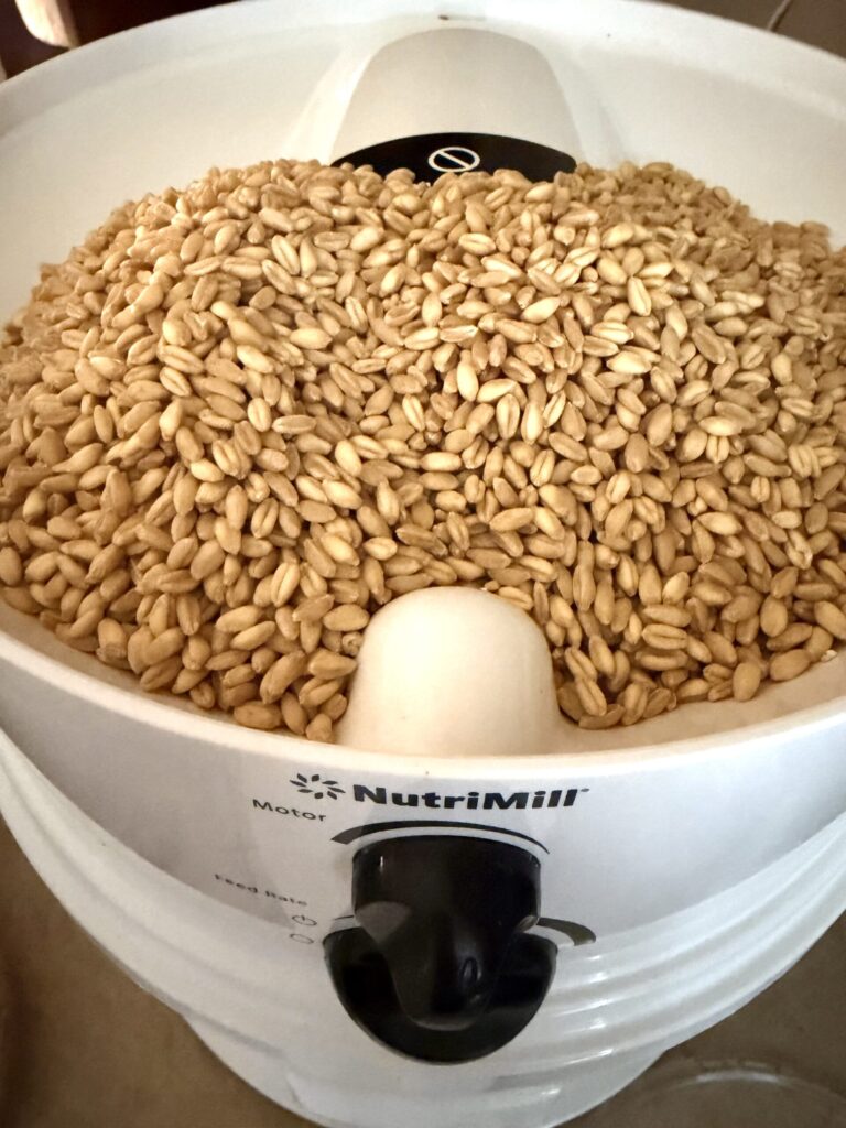 Soft white wheat berries are being ground into fresh flour for baking.