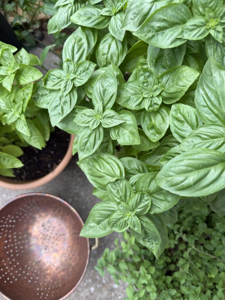 Potted basil growing in a patio garden. 