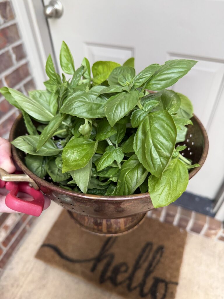 A mound of freshly cut basil leaves in a copper colander.
