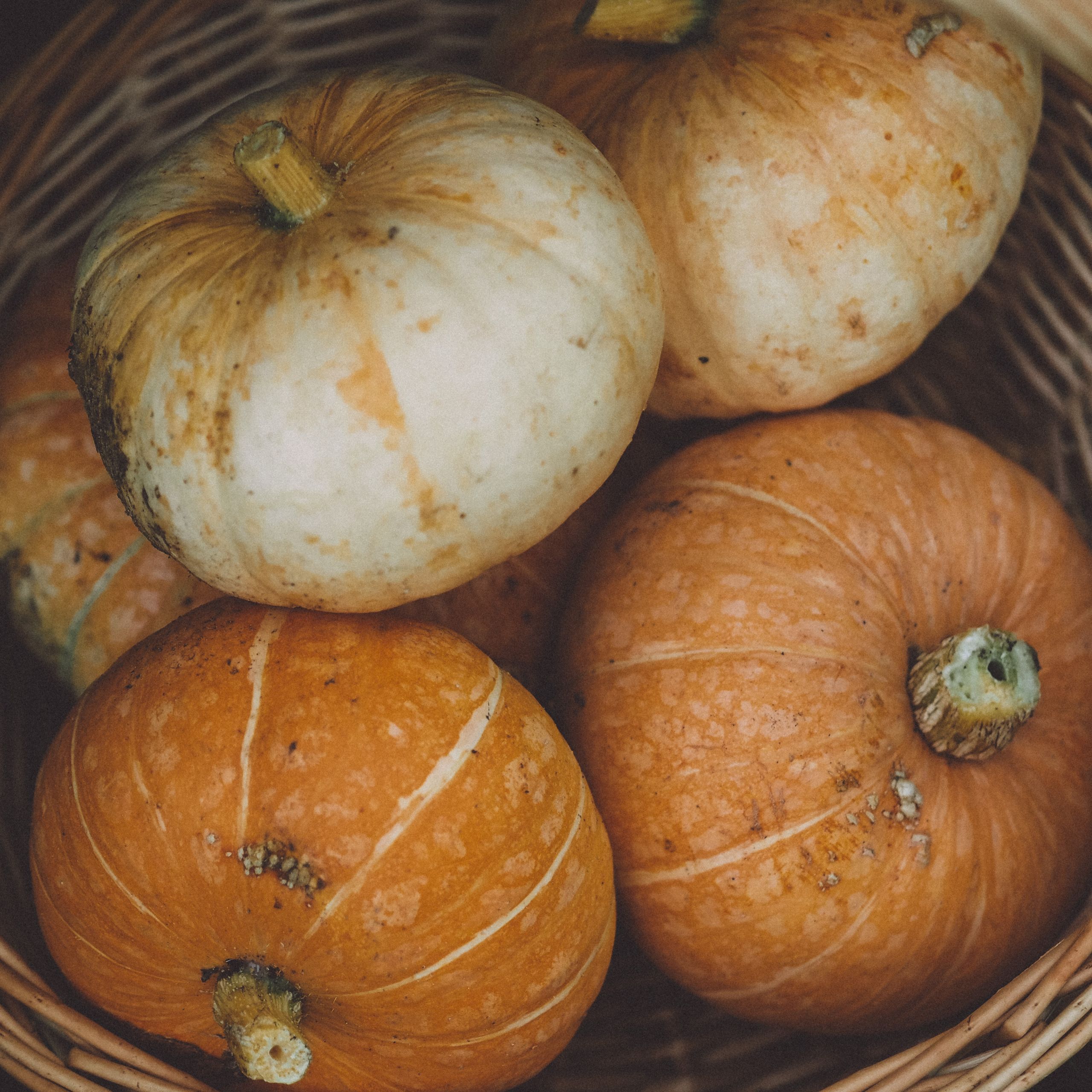 A close-up view of orange and white pumpkins in a wicker basket, ideal for autumn harvest themes.